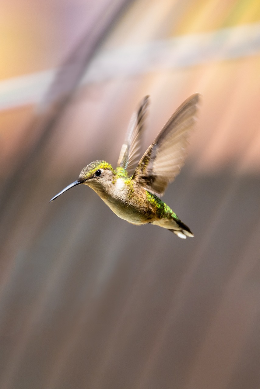 wildlife, bird, hummingbird, flying, nature, ornithology, species, fauna, avian, animal, wings, hummingbird, hummingbird, hummingbird, hummingbird, hummingbird